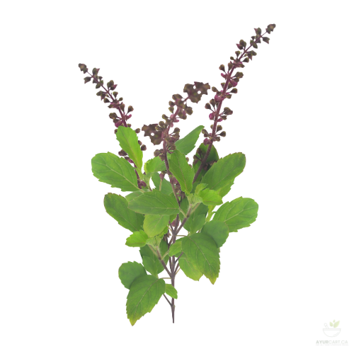 Tulsi (Holy Basil)